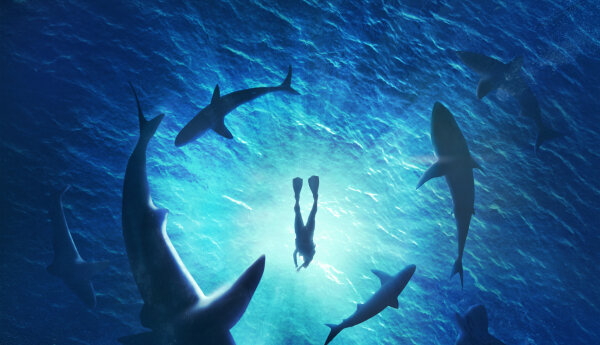 SHARK WEEK 2020: Will Smith - spotkanie z rekinami